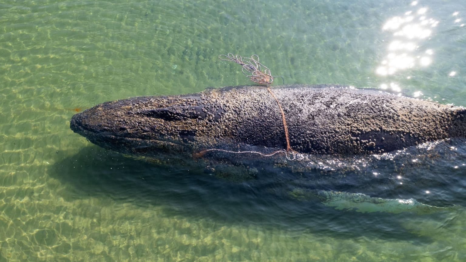 ვეშაპის გადარჩენის მცდელობა წარუმატებელი აღმოჩნდა - გერმანიის ოკეანოგრაფიული მუზეუმი