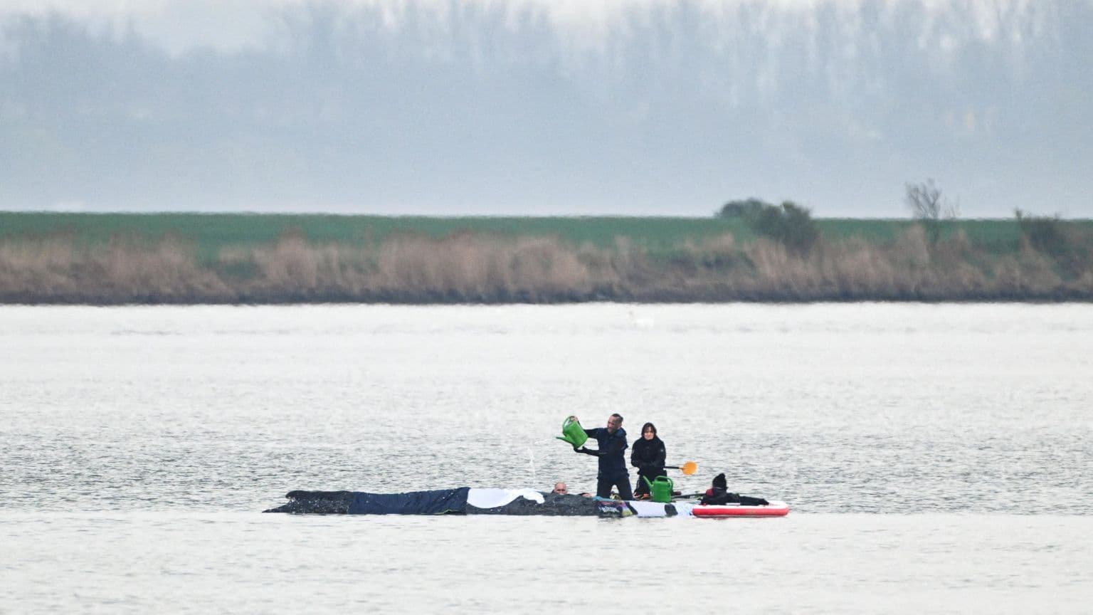 მაშველები ვეშაპის გადასარჩენად ჰაერის ბალიშებს გამოიყენებენ