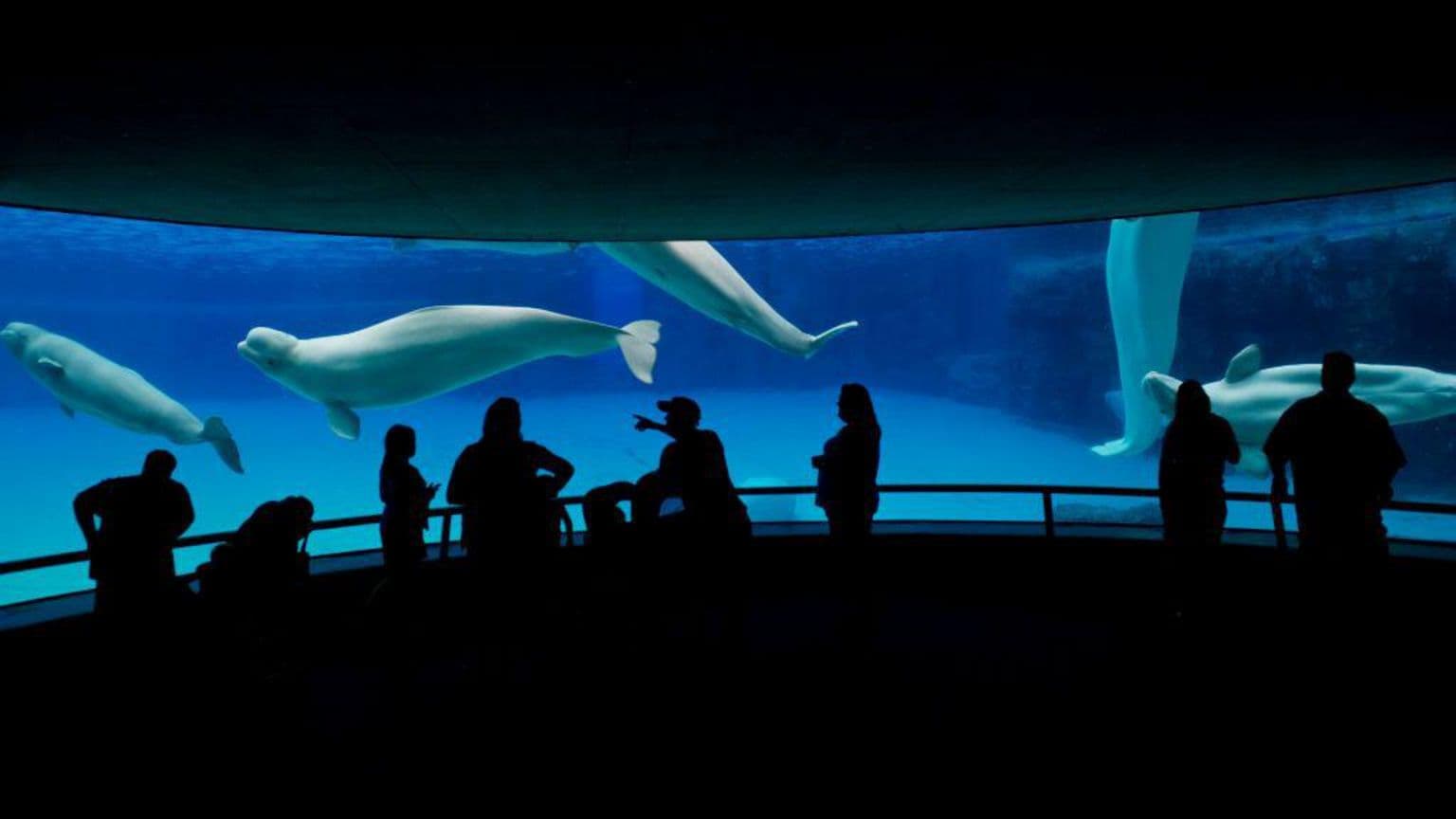 Marineland-ის ვეშაპების კრიზისი: ბრძოლა ცხოველების გადარჩენისთვის