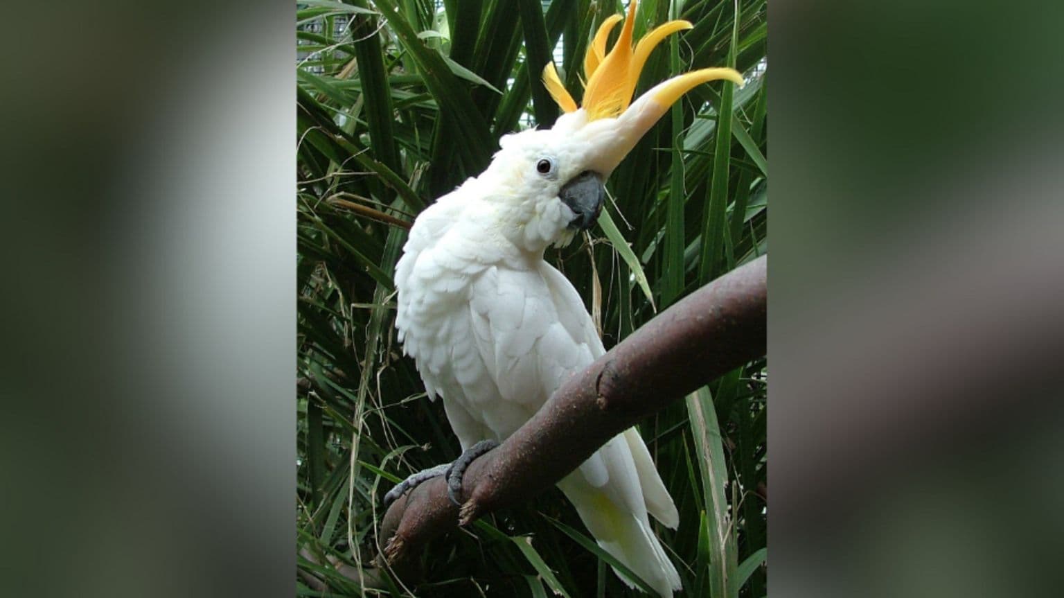 დუბლინის ზოოპარკმა თუთიყუში ტროი პაროტის პატივსაცემად დაარქვა სახელი