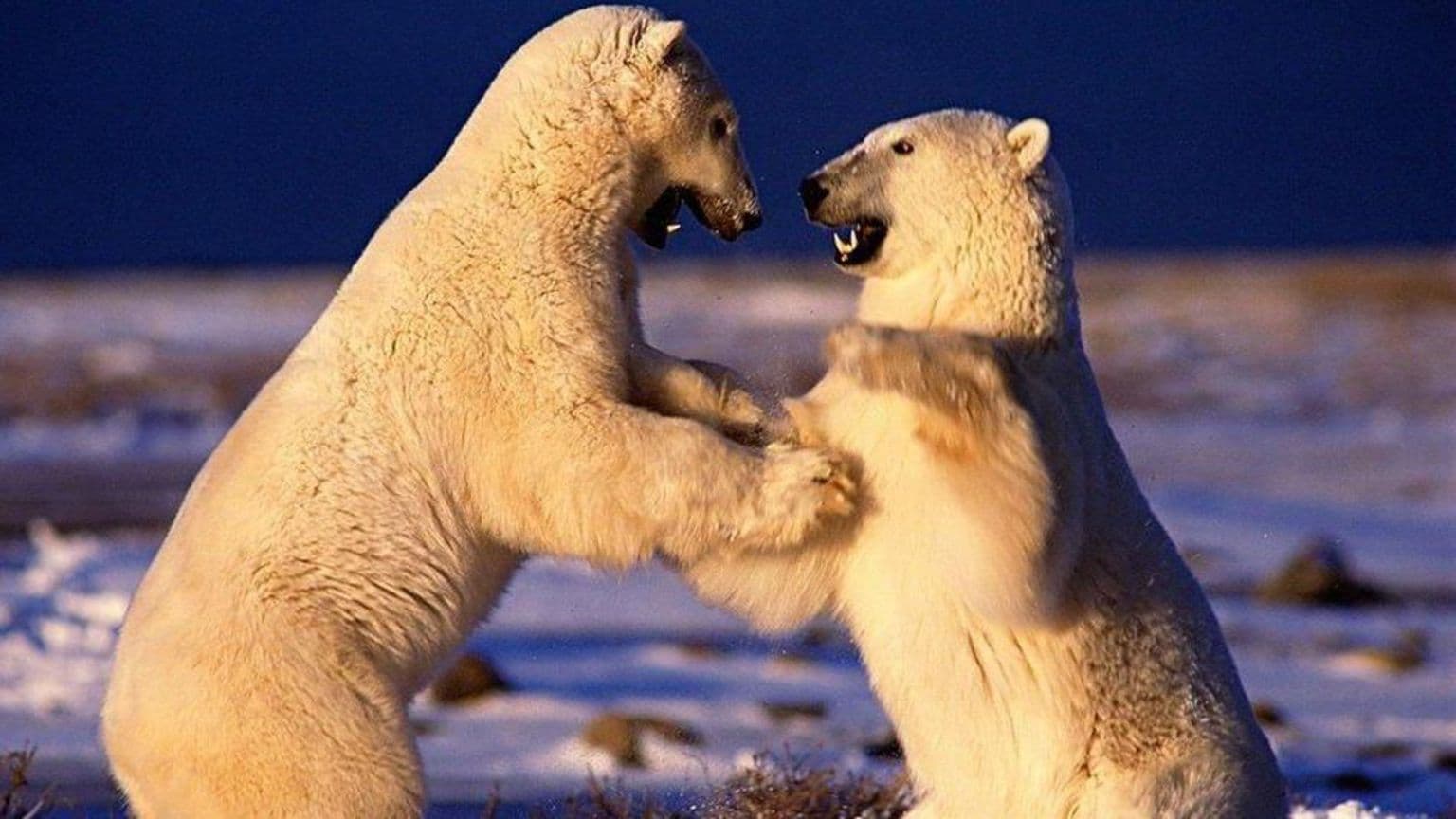 დუგ ალანი, BBC-ის დოკუმენტური ფილმების მთავარი კამერმენი, გარდაიცვალა ნეპალში ლაშქრობის დროს