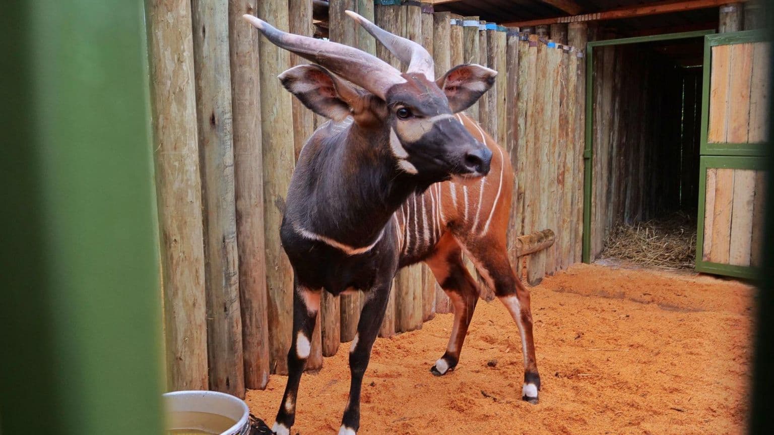 ჩეხეთიდან კენიაში ოთხი მთის ბონგო ჩამოვიდა