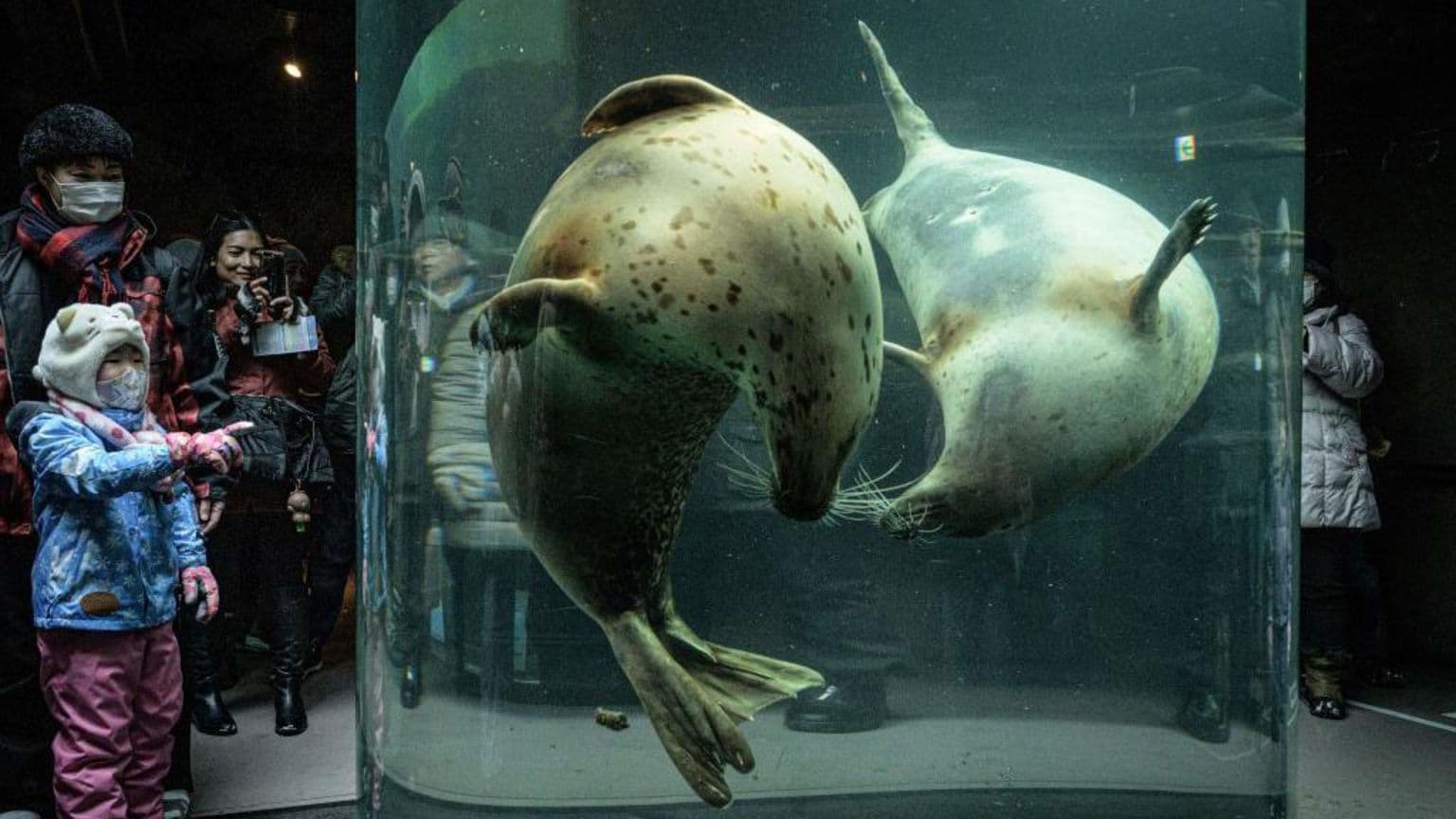 იაპონური ზოოპარკი დაიხურა მას შემდეგ, რაც თანამშრომელმა მეუღლის ცხედარი ღუმელში გადააგდო