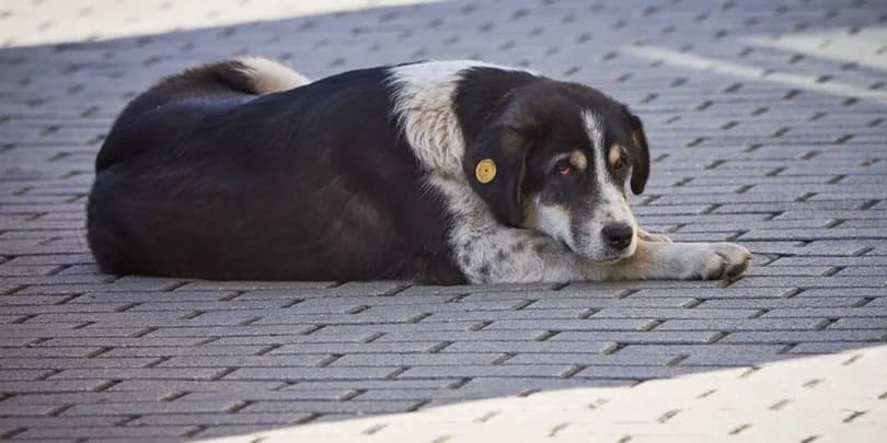 ცხოველთა უფლებადამცველი ორგანიზაციები სახელმწიფოს მიუსაფარი ძაღლების პროგრამას აკრიტიკებენ