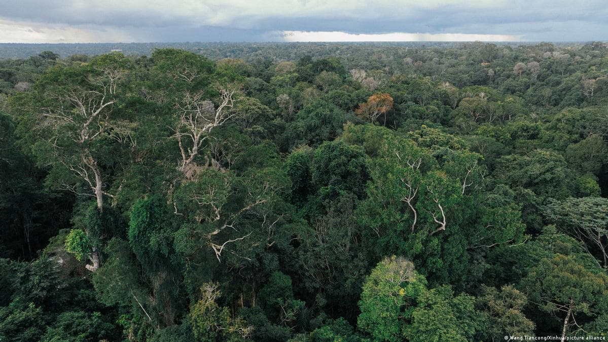 გერმანიამ ბრაზილიის წვიმის ტყის ფონდისთვის 1 მილიარდი ევრო დაჰპირდა