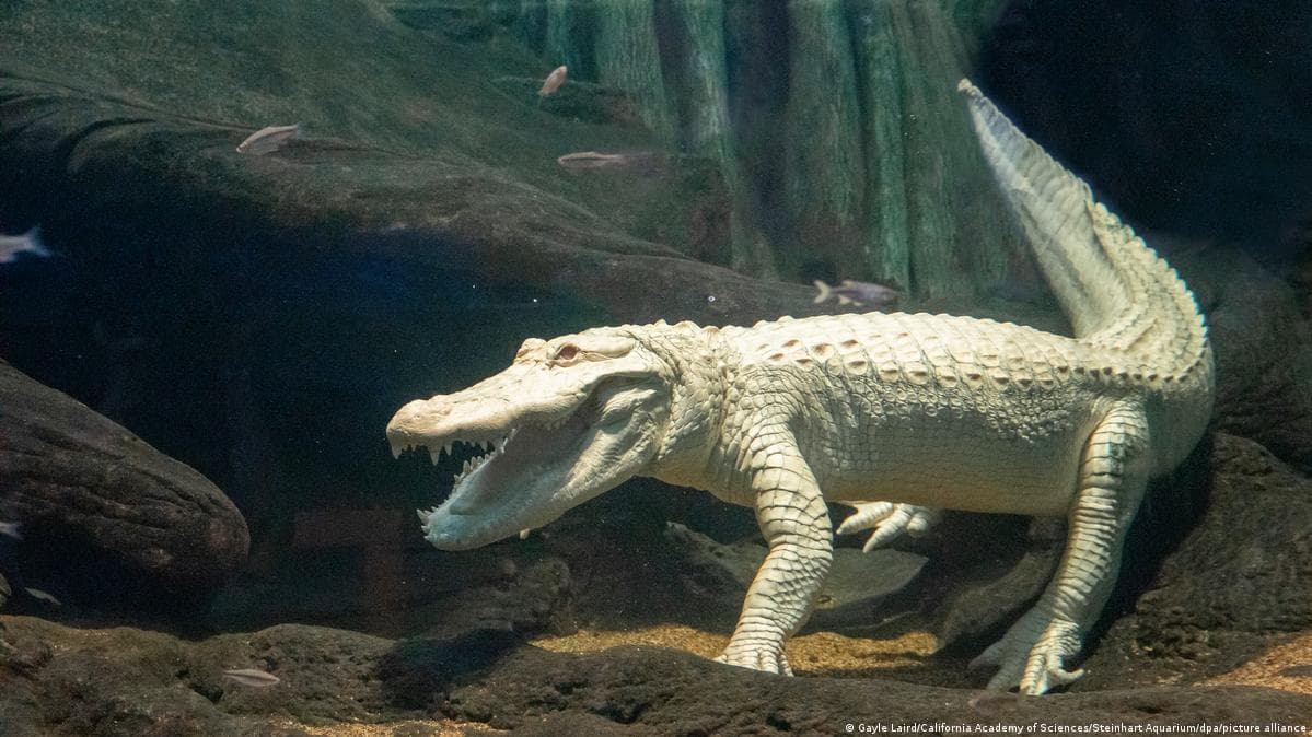 კლოდი, სან-ფრანცისკოს აკვარიუმის ალბინოსი ალიგატორი, 30 წლის ასაკში გარდაიცვალა