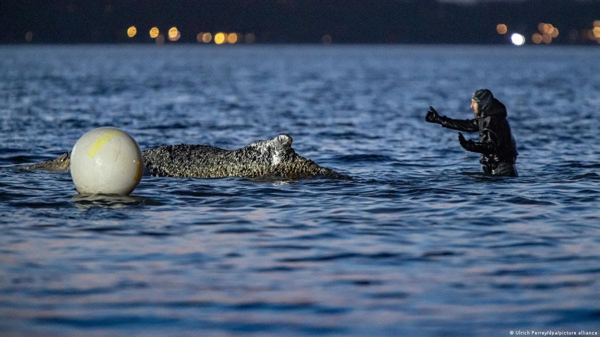 გრენლანდიის ვეშაპი, რომელიც ლუბეკთან ახლოს იყო მიჯაჭვული, გათავისუფლდა