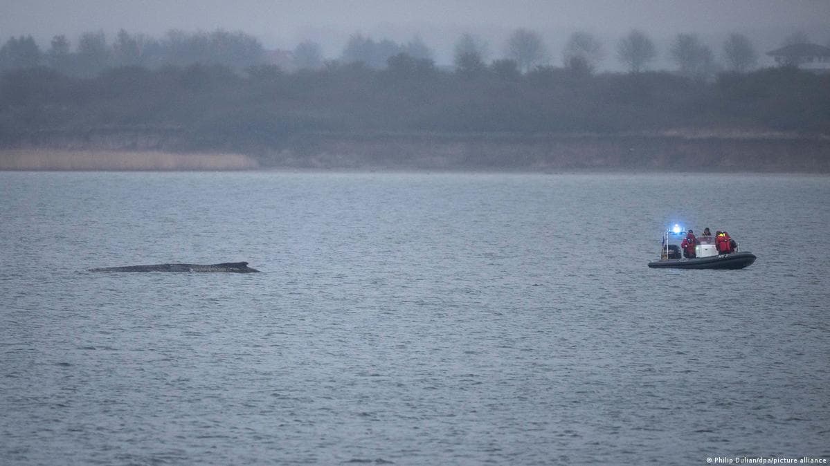 გერმანიის ახალი ამბები პროგნოზი არ არის კარგი კუზიანი ვეშაპისთვის