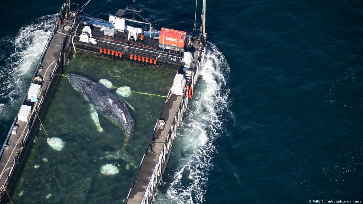 გერმანიაში ჩარჩენილი ვეშაპი, სავარაუდოდ, პარასკევს მიაღწევს ღია ოკეანეს