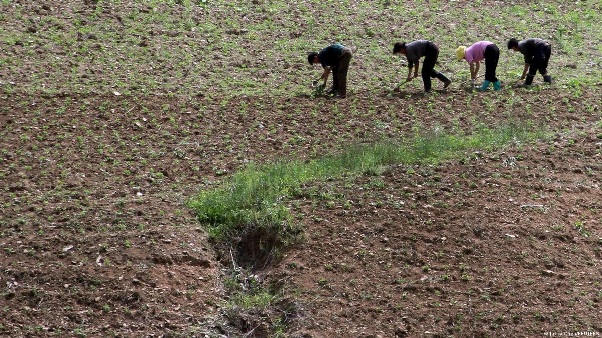 ჩრდილოეთ კორეა გვალვისგან მოსავლის დასაცავად ჩქარობს