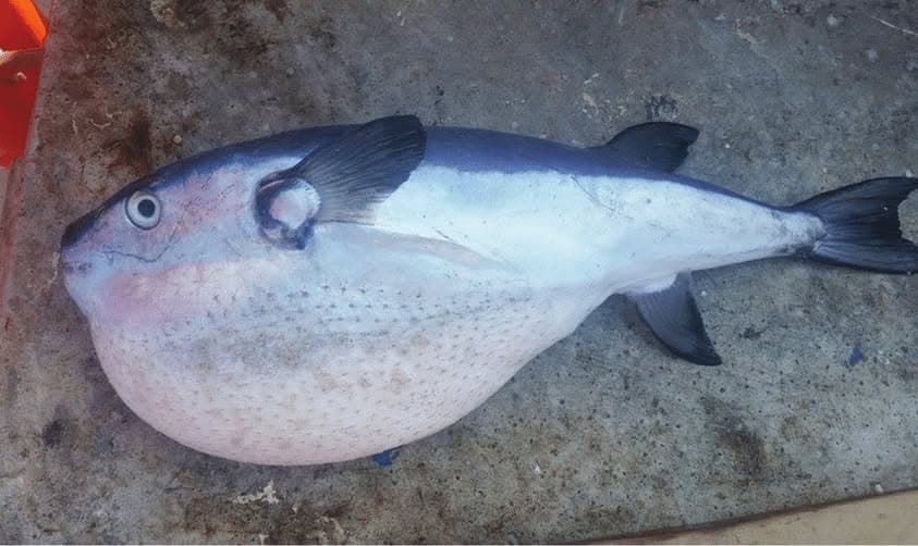საშიში და შხამიანი თევზი შავ ზღვაში? - დადასტურებული ინფორმაცია