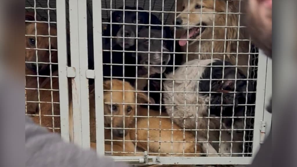 ზუგდიდიდან ქუთაისში გადაყვანილი ძაღლების ნაწილი უკვე დაბრუნებულია - აქტივისტები პროტესტს აანონსებენ