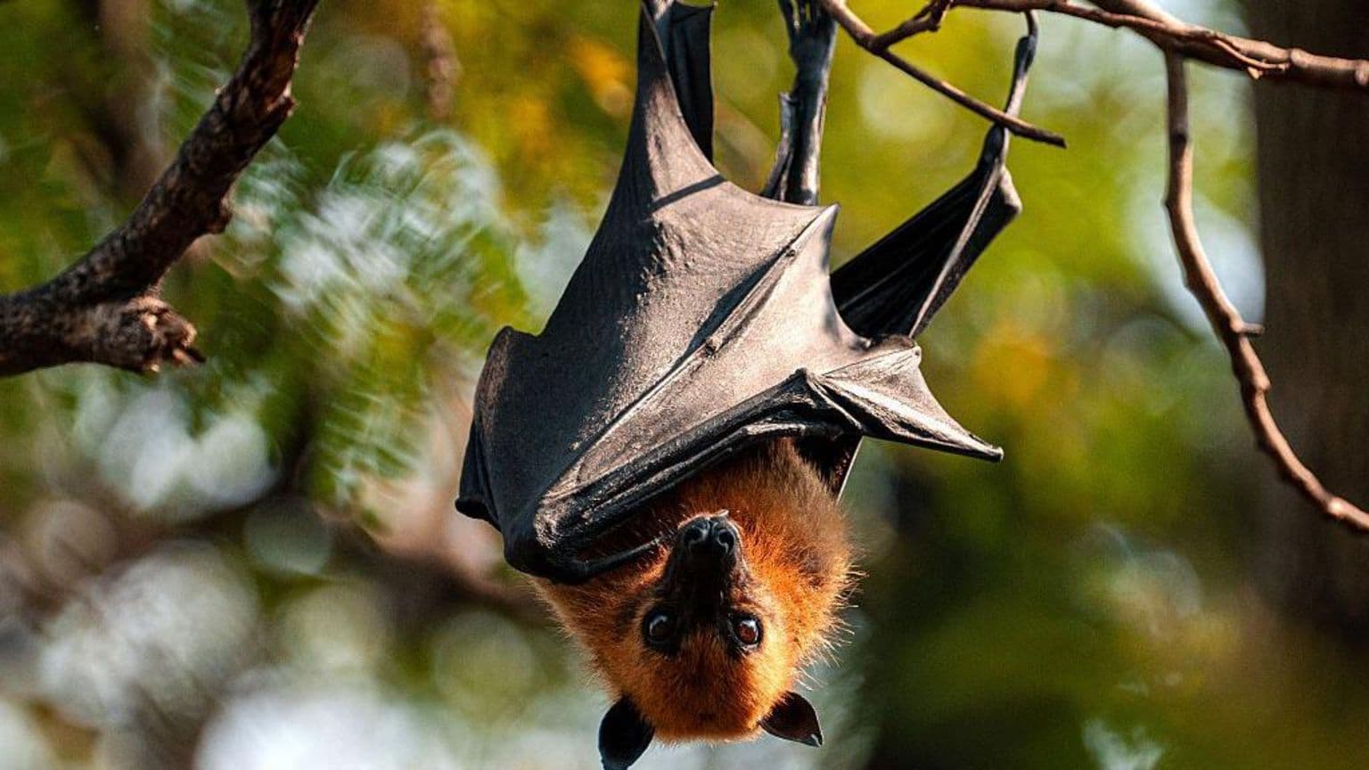 11 წლის კანადელი ბიჭი გარდაიცვალა ცოფით მას შემდეგ, რაც მას ცხვირსა და პირზე ღამურამ გააღვიძა