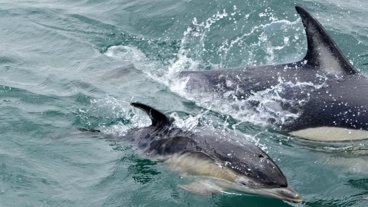 იტალიაში გაიხსნება ხმელთაშუა ზღვის პირველი თავშესაფარი დელფინებისთვის, რომლებიც ცხოვრობდნენ ტყვეობაში