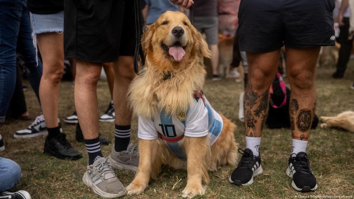 არგენტინაში ოქროს რეტრივერების მსოფლიო რეკორდი დაირღვა